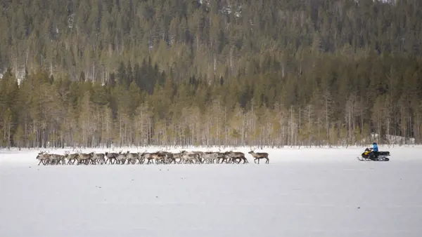 Renskötare på snöskoter med renar